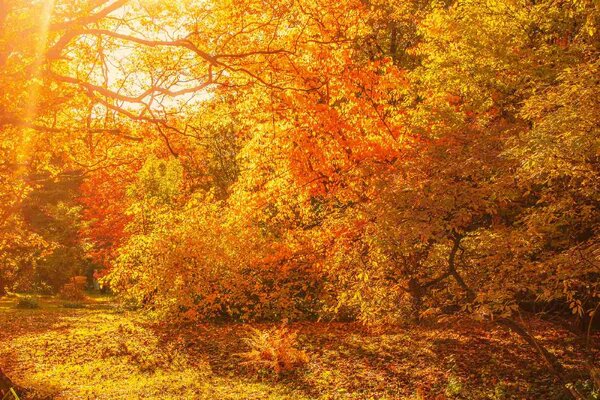 DIMEX | Vliesová fototapeta Podzimní javorové stromy MS-5-1900 | 375 x 250 cm| žlutá, oranžová, hnědá