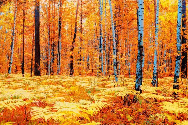 DIMEX | Vliesová fototapeta Žlutý podzimní les MS-5-1907 | 375 x 250 cm| bílá, černá, žlutá, oranžová