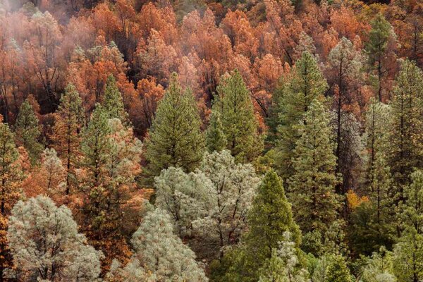 DIMEX | Vliesová fototapeta Krásný podzimní les MS-5-1915 | 375 x 250 cm| zelená, hnědá