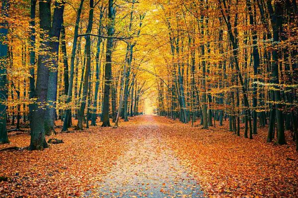 DIMEX | Vliesová fototapeta Barevný podzimní park MS-5-1920 | 375 x 250 cm| žlutá, oranžová, hnědá