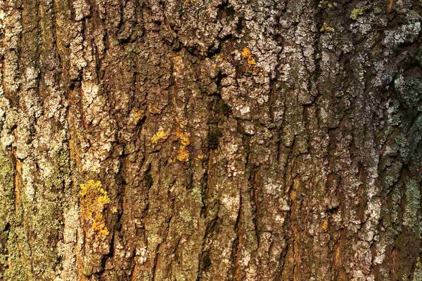 DIMEX | Vliesová fototapeta Kůra stromu s mechem MS-5-2336 | 375 x 250 cm| zelená, bílá, hnědá