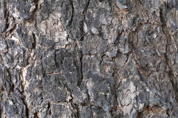 DIMEX | Vliesová fototapeta Detail textury stromu MS-5-2343 | 375 x 250 cm| černá, šedá
