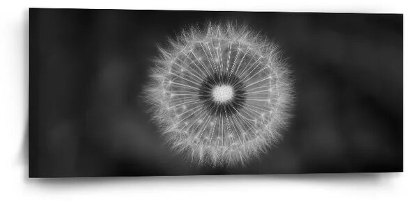 Sablio Obraz Černobílá pampeliška - 110x50 cm