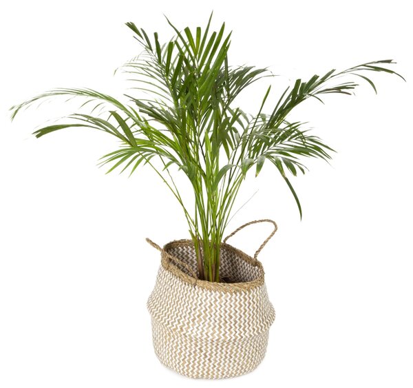 Přírodní košík z mořské trávy a papíru Compactor Belly M, skládací, 35 x 32 cm