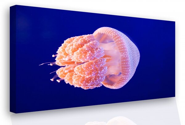 Malvis Obraz - medúza Velikost: 60x40 cm