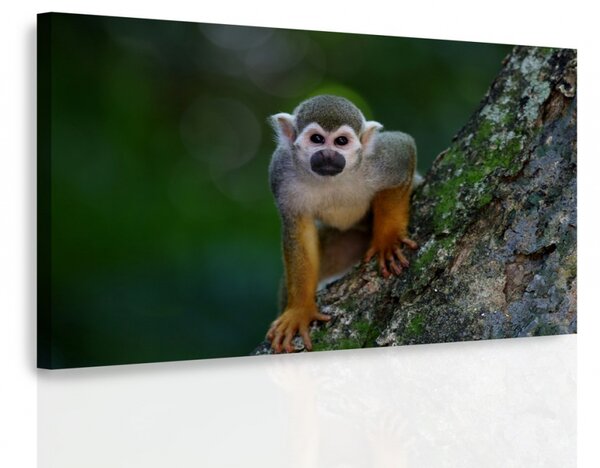 Malvis Obraz - Opička na stromě Velikost: 60x40 cm