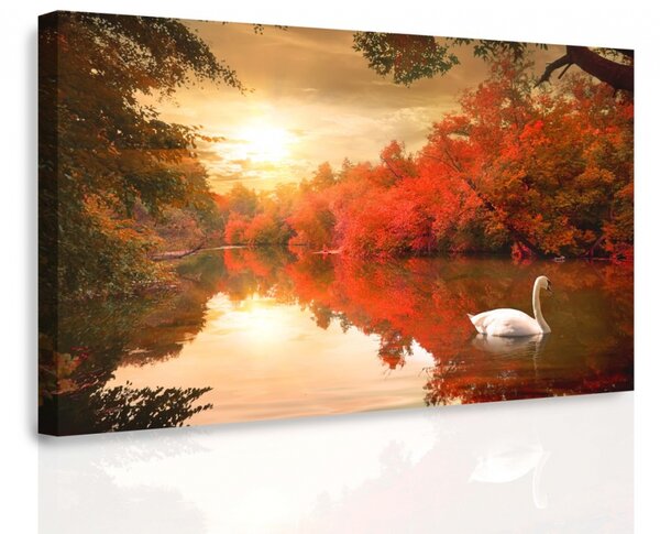 Malvis Obraz - Plující labuť Velikost: 60x40 cm
