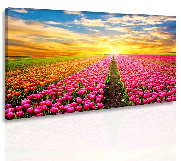 Malvis Obraz ráj tulipánů Velikost: 150x100 cm
