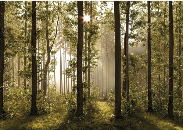 Fototapeta XXL Forest 360 x 254 cm, 4 díly