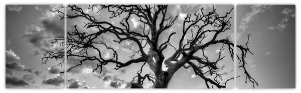 Obraz - Černobílý strom (170x50 cm)