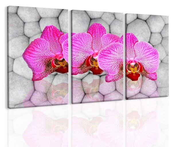 Malvis ® Obraz orchideje na kamenech Velikost: 120x60 cm