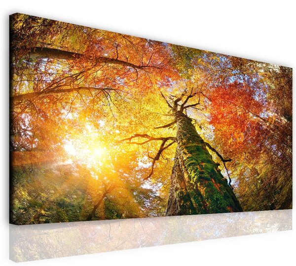 Malvis Obraz lesní velikán Velikost: 90x60 cm