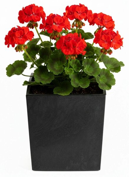PLASTOVÝ KVĚTINÁČ FLORE 30,5X29,5X29,5 CM IMITACE BETONU ČERNÁ