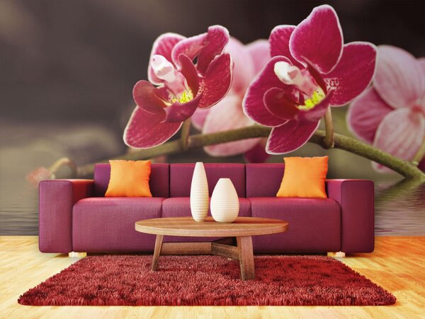Fototapeta orchidej ve vodě + lepidlo ZDARMA Velikost (šířka x výška): 350x270 cm