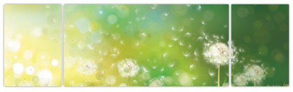 Obraz - Odkvetlé pampelišky (170x50 cm)