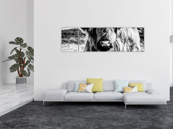 Obraz - Highland - Skotská kráva (170x50 cm)