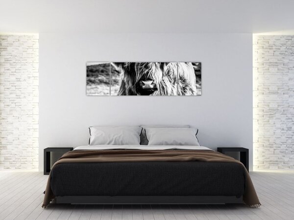 Obraz - Highland - Skotská kráva (170x50 cm)