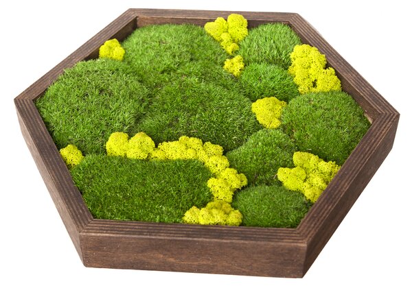 Mechový obraz v dřevěném rámu Hexagon XL
