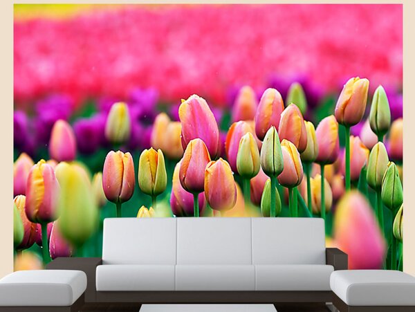 Murando DeLuxe Fototapeta barevné tulipány Rozměry (š x v) a Typ: 392x309 cm - samolepící