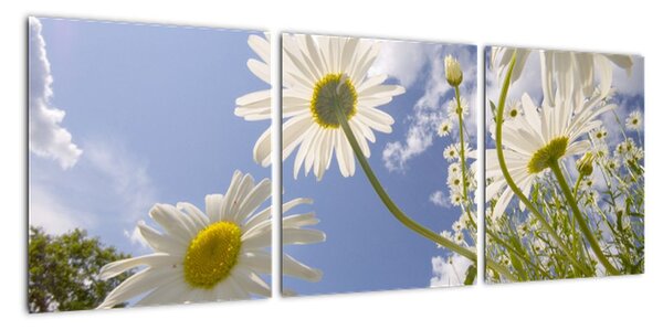 Obraz - kopretiny na jaře (90x30cm)
