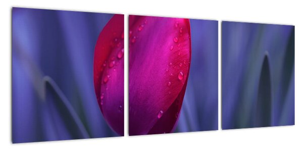 Obraz - tulipán (90x30cm)