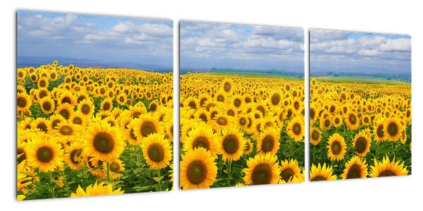 Obraz - slunečnice (90x30cm)