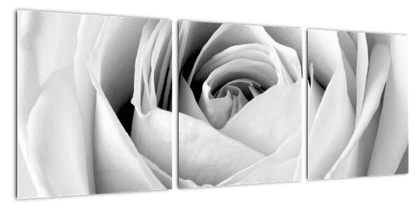 Černobílý obraz růže (90x30cm)