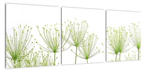 Obraz rostlin na bílém pozadí (90x30cm)