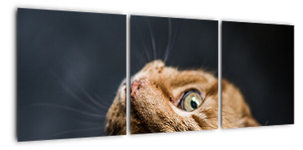 Moderní obraz kočky (90x30cm)
