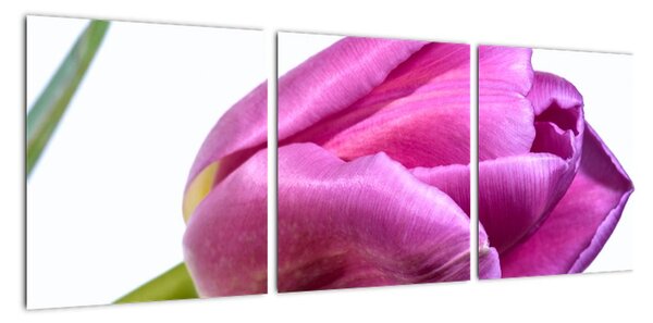 Obraz růžového tulipánu (90x30cm)