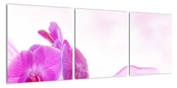 Obraz orchideje (90x30cm)