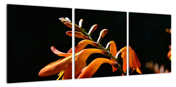 Obraz detailu květiny (90x30cm)