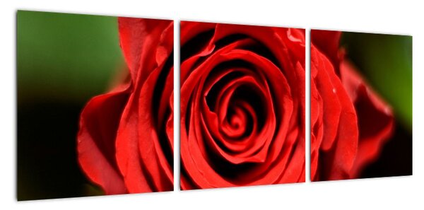 Obrázek růže (90x30cm)