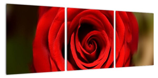 Detail růže - obraz (90x30cm)