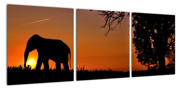 Obraz slona v přírodě (90x30cm)