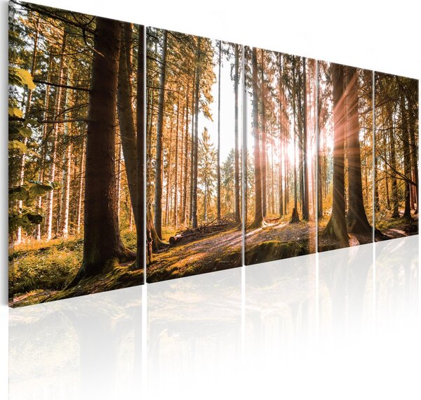 Malvis Vícedílný obraz - les v tajemství Velikost: 225x90 cm