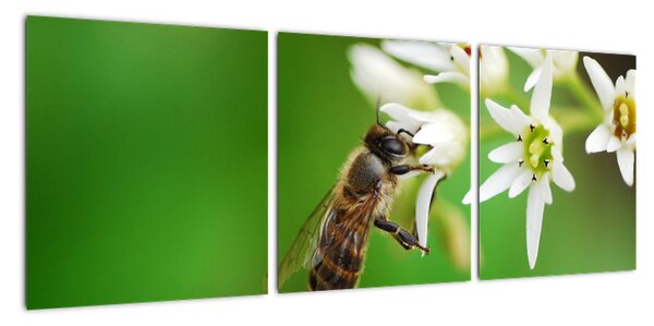 Fotka včely - obraz (90x30cm)