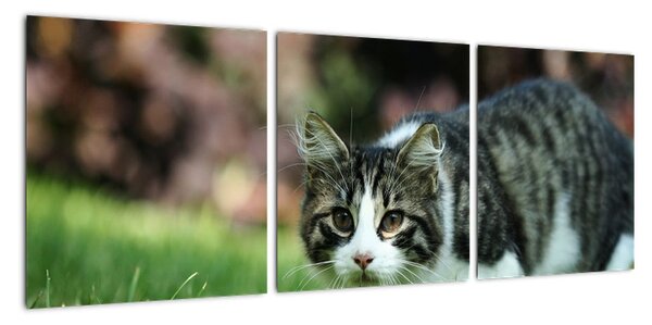 Obraz kočky (90x30cm)