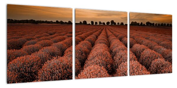 Květinové pole - obraz (90x30cm)
