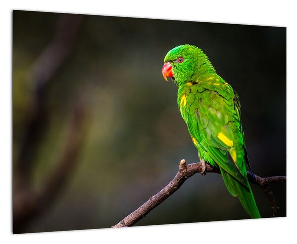 Obraz zeleného papouška