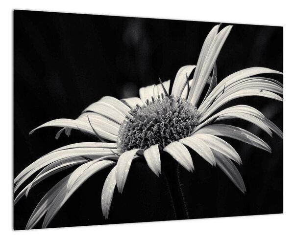 Černobílý obraz květu