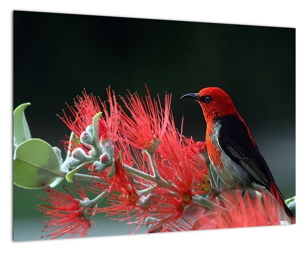 Obraz ptáků - červená