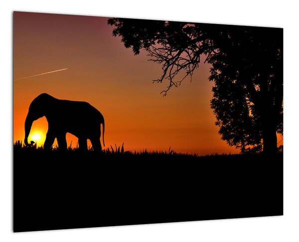 Obraz slona v přírodě