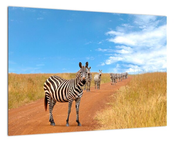 Zebra na cestě - obraz