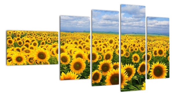 Obraz - slunečnice (110x60cm)