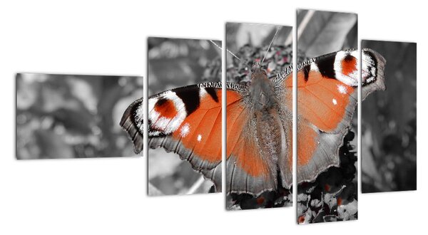 Oranžový motýl - obraz (110x60cm)