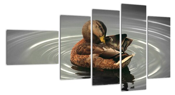 Obraz - kachny ve vodě (110x60cm)