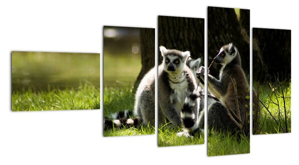 Obraz lemurů (110x60cm)