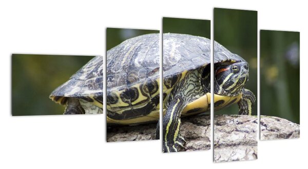 Obraz suchozemské želvy (110x60cm)