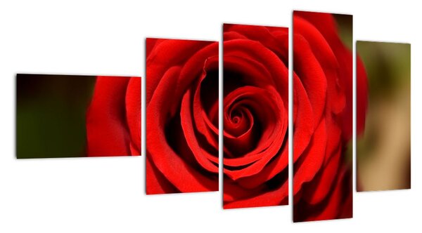 Detail růže - obraz (110x60cm)